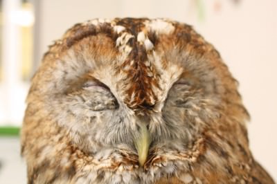 おやすみだホー