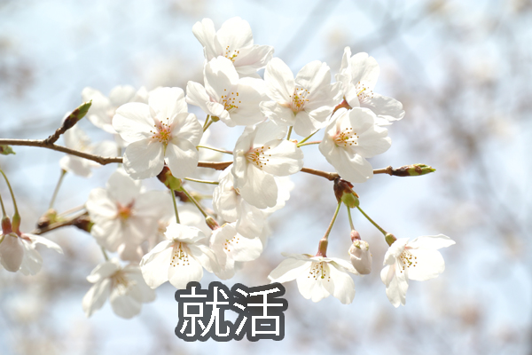 桜　のデーターRR