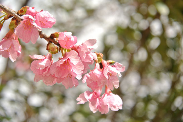 新入社員ブログ