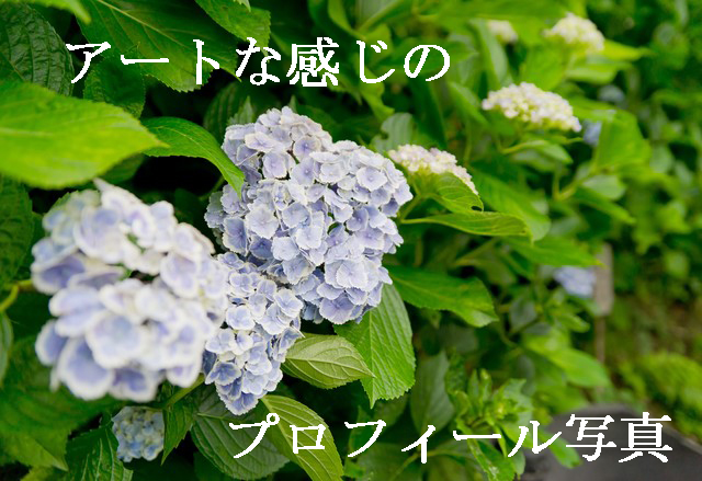 N684_oteranoajisai_TP_V1のコピー