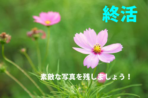 GAK85_pinkkosumosuのコピー