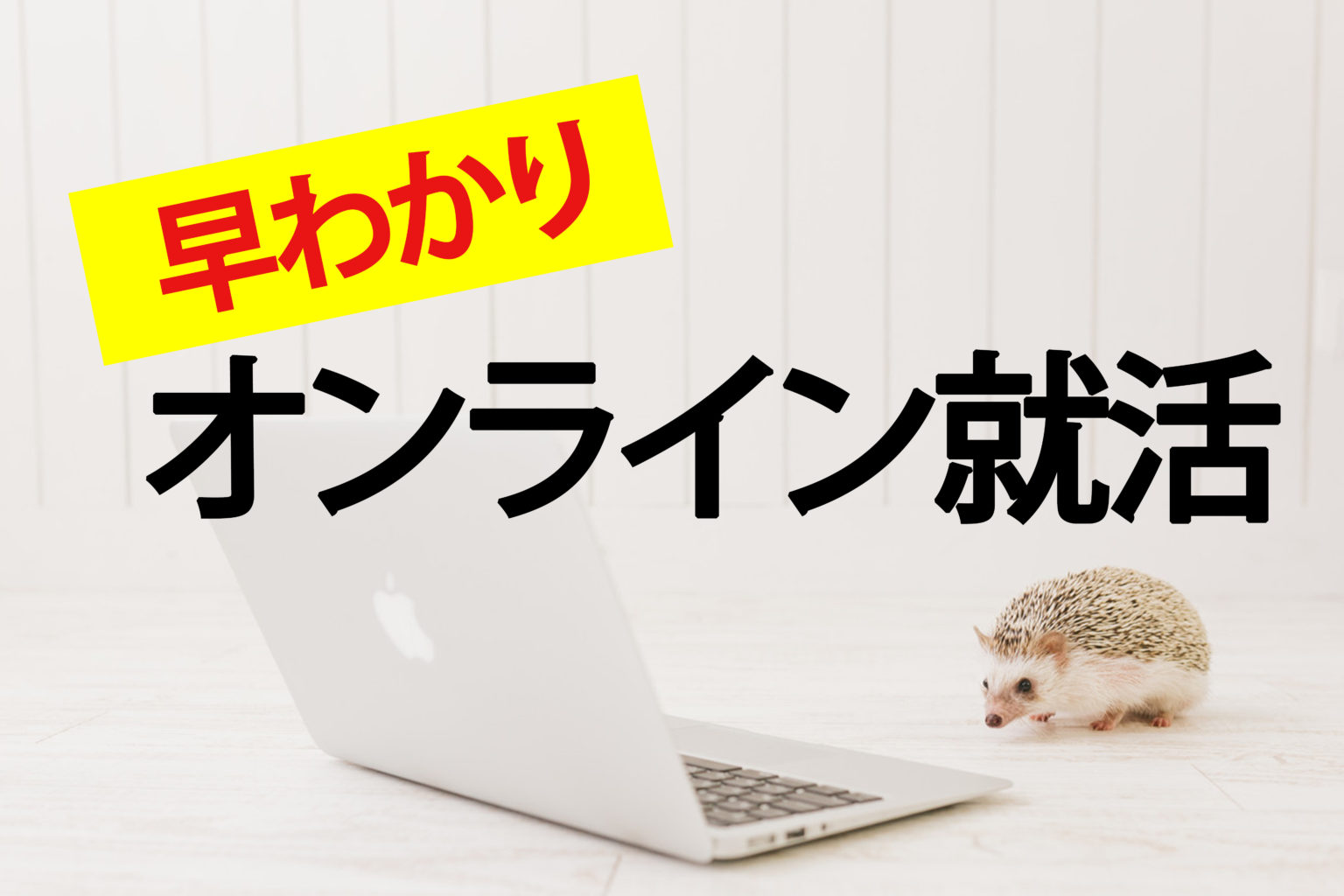 hedgehogIMGL8707_TP_V-R