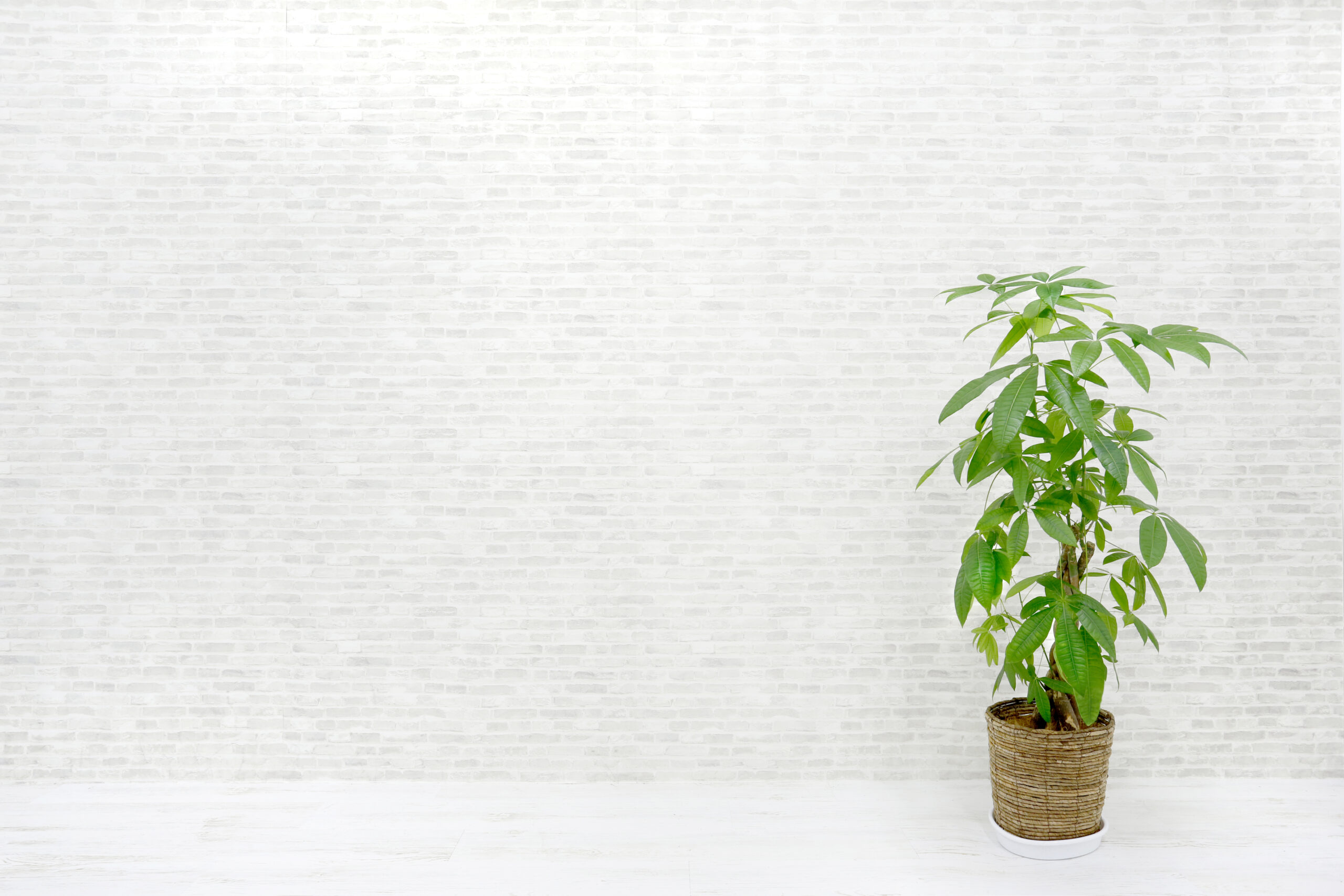 スタジオ728池袋壁紙